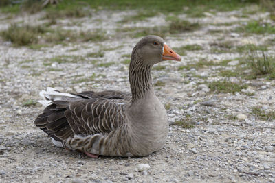 Close-up of duck on field