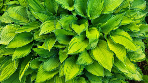 A hosta flower with green leaves grows in a flower bed in the city garden