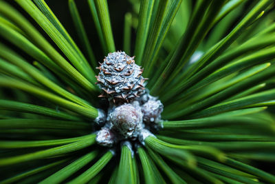 Full frame shot of pine tree