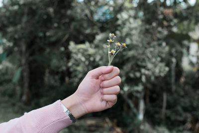 Cropped hand of woman holding flowers against plants