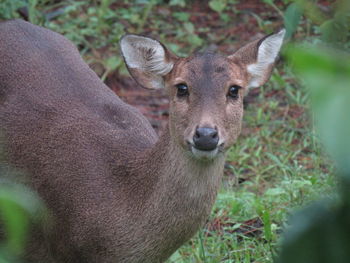 Close-up portrait of deer