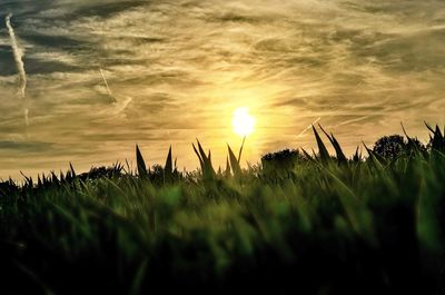 Surface level of corn field against sky during sunset