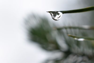 Close-up of water drop on plant