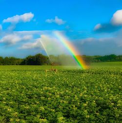 Scenic view of field against rainbow in sky