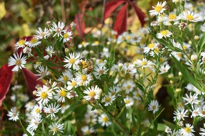 Close-up of flowering plant