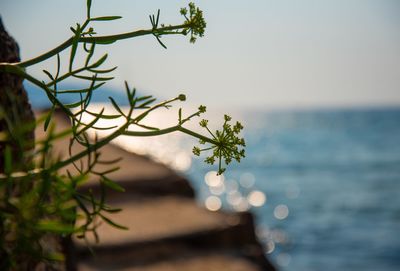 Close-up of flowering plant by sea against sky