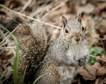 Close-up portrait of squirrel