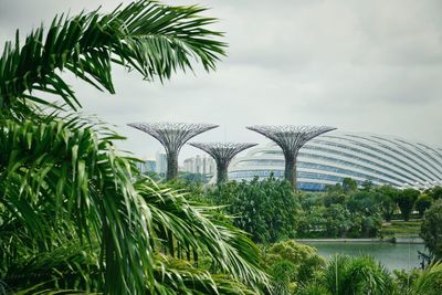 Palm trees by plants against sky