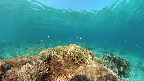 View of coral swimming in sea