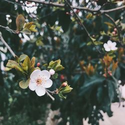 Close-up of flowers growing on tree