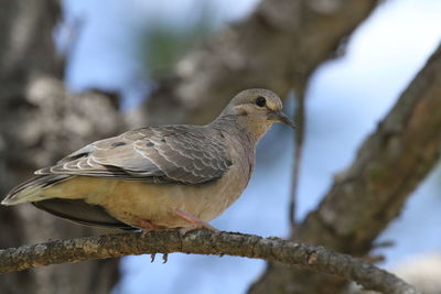 Close-up of bird perching on branch