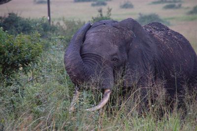 Elephant in grass