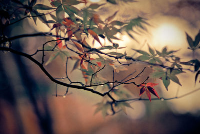 Close-up of leaves on branch