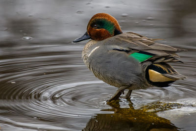 Green winged teal duck and the ripples in the water