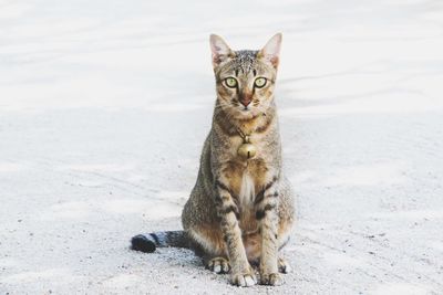 Portrait of cat sitting on land