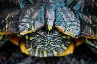 Close-up of a turtle