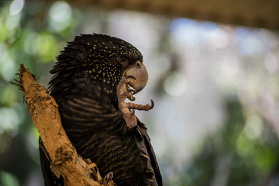 Close-up of parrot