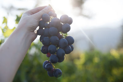 Close-up of hand holding wine grapes
