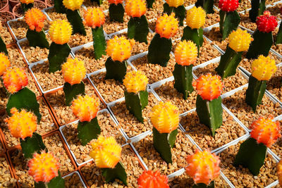 Close-up of yellow flowering plants