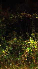 High angle view of trees in forest