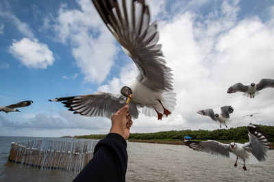 Seagull flying