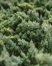 Close-up of plants