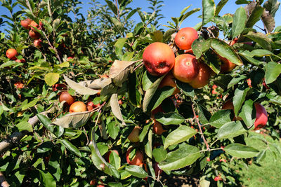 Close-up of apples on tree