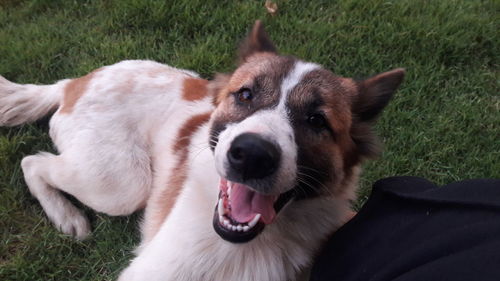 Close-up of dog on field