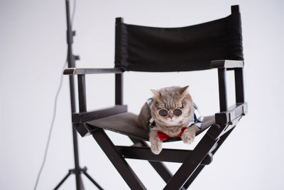 Cat boss in the production chair in the studio