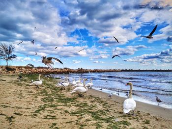 Seagulls flying over beach against sky