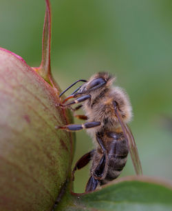 Close-up of insect on leaf