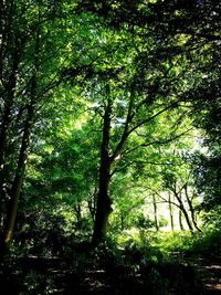 Low angle view of trees in forest