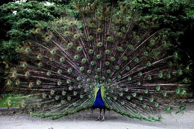 High angle view of peacock on field