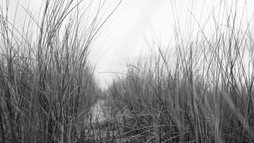 Wheat growing on field against sky