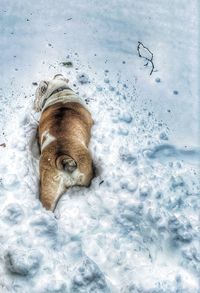 High angle view of horse in snow