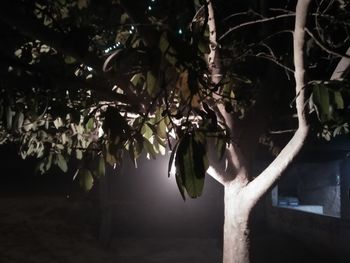 Close-up of tree against sky at night