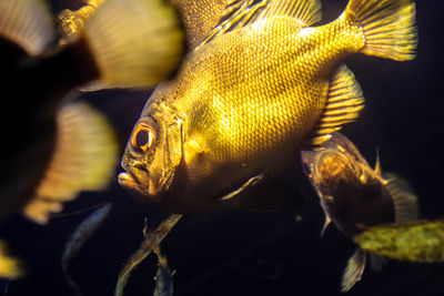 Close-up of fish swimming in aquarium