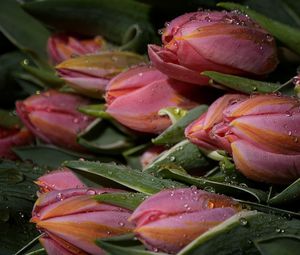 Close-up of water drops on flower