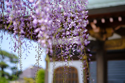 Close-up of purple flowering plants