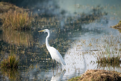 Bird in a lake
