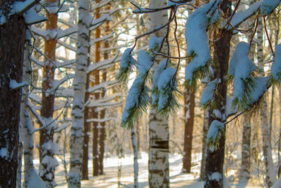 Close-up of pine trees during winter