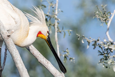 Close-up of bird perching on branch