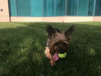 Dog looking away on field