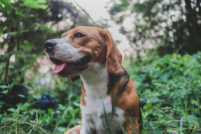 Close-up of a dog looking away