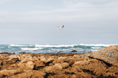 Bird flying over sea against sky