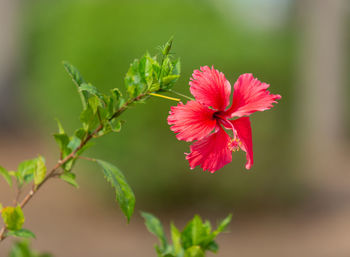 Close-up of red hibiscus flower