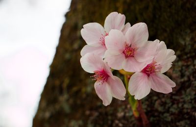 Close-up of pink cherry blossoms