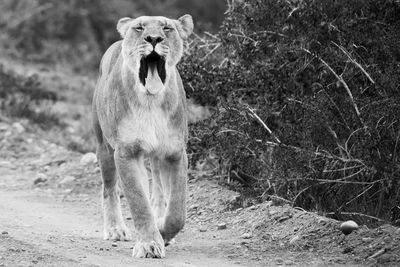 Lioness on field