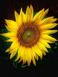 Close-up of fresh sunflower blooming outdoors