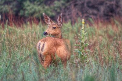 Deer in field